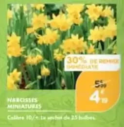 Narcisses Miniatures