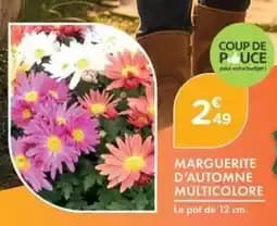 Marguerite d'automne multicolore