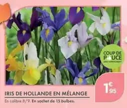 Iris de Hollande en Mélange
