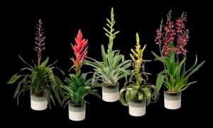 Plante Fleurie Luxe