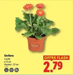 Gerbera