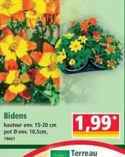 Bidens