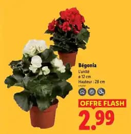 Bégonia
