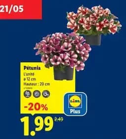 Pétunia
