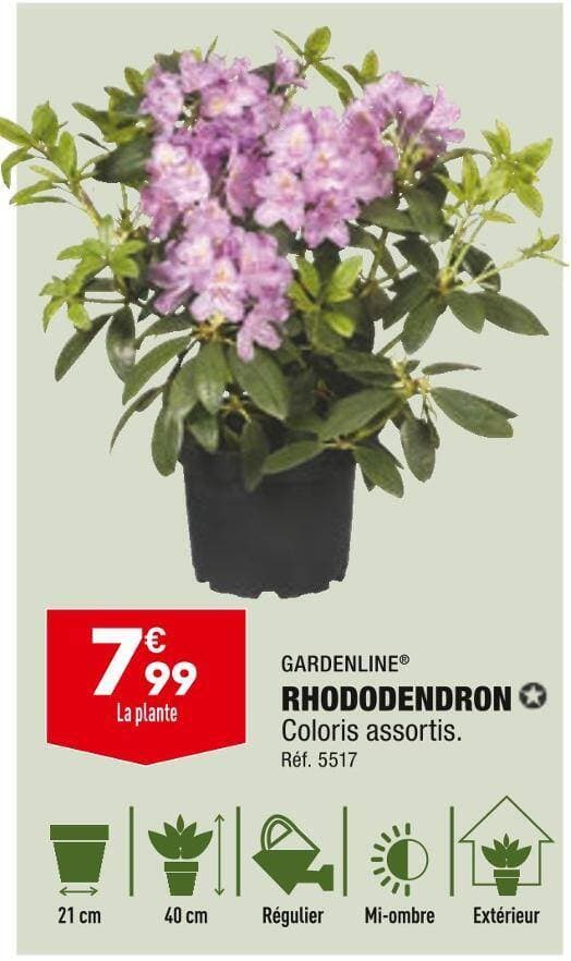 GARDENLINE RHODODENDRON