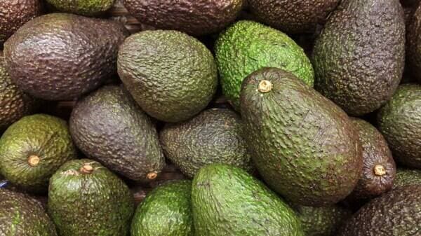 Avocat CARREFOUR BIO