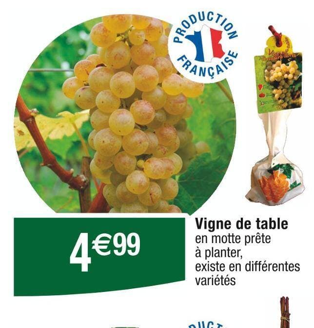 Vigne de table