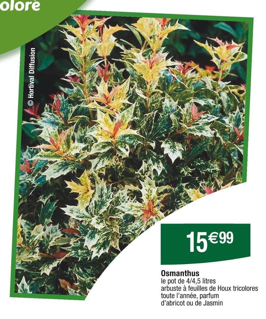 Osmanthus