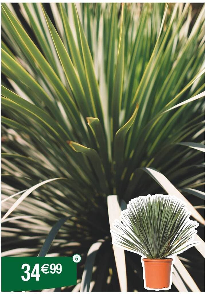 Yucca rostrata