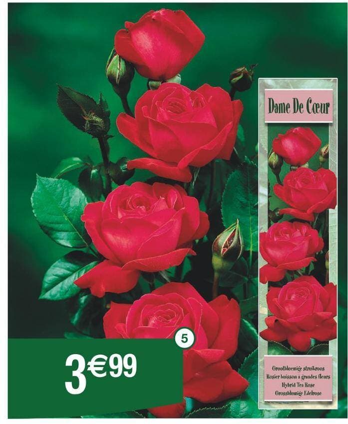 Rosier grandes fleurs