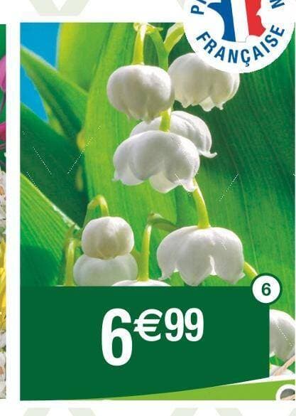 Muguet de jardin blanc