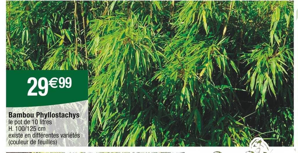 Bambou Phyllostachys