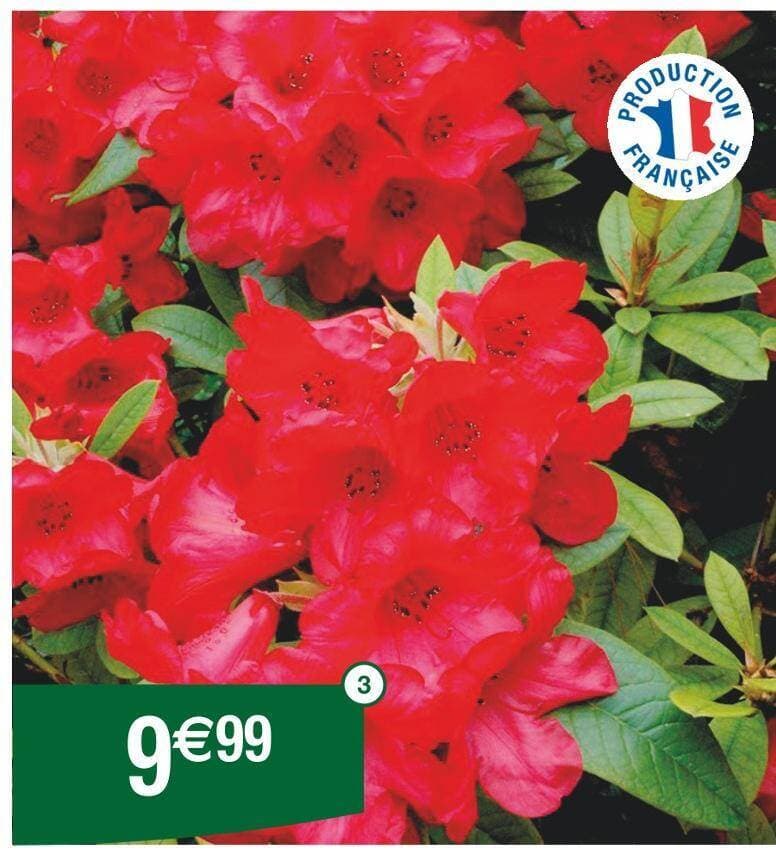 Rhododendron hybride