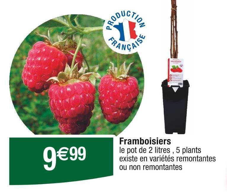 Framboisiers