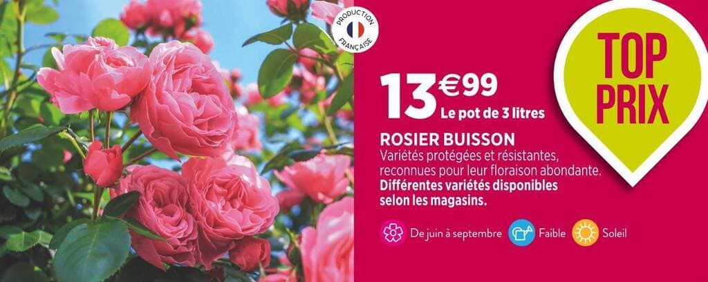 ROSIER BUISSON