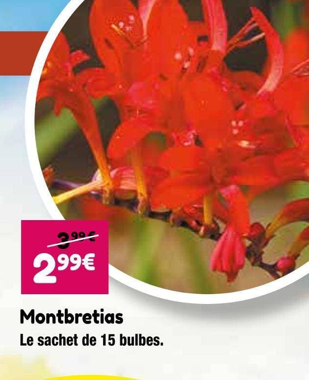 Montbretias