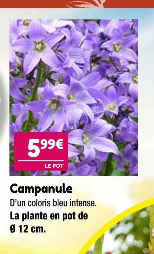 Campanule
