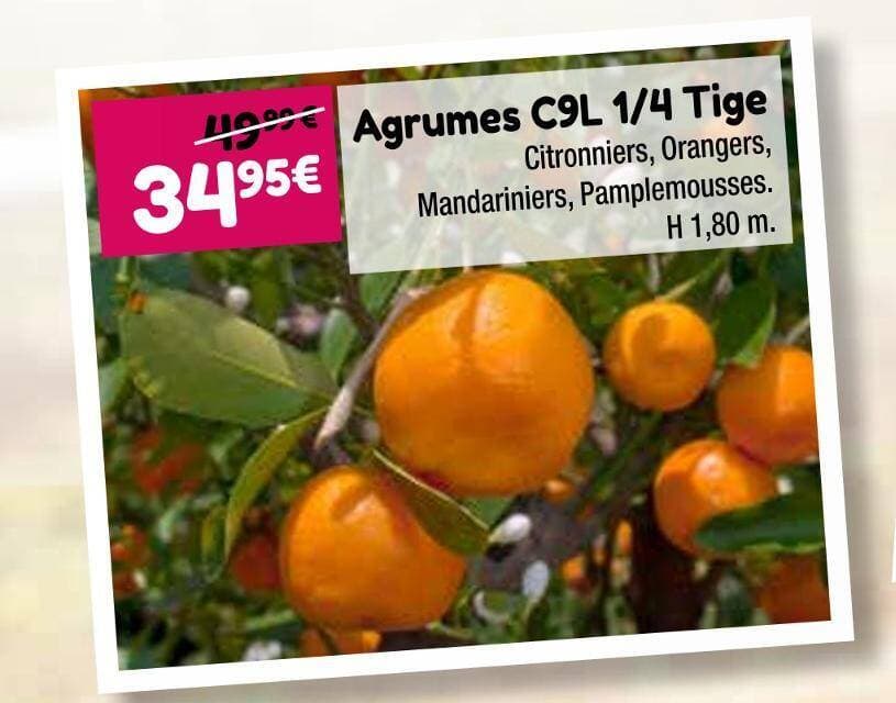 Agrumes C9L 1/4 Tige