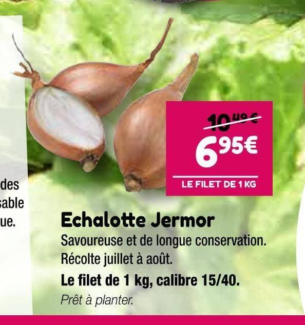Echalotte Jermor