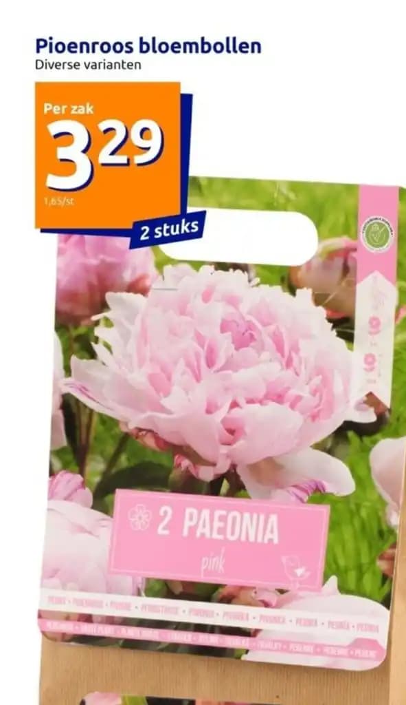 Pioenroos bloembollen