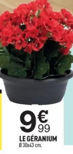LE GÉRANIUM 030x43 cm.