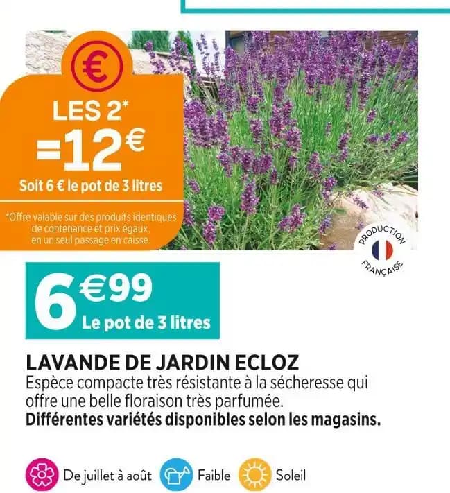 ECLOZ LAVANDE DE JARDIN