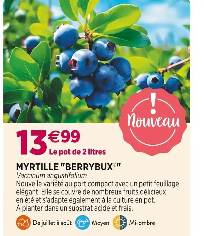 MYRTILLE BERRYBUX