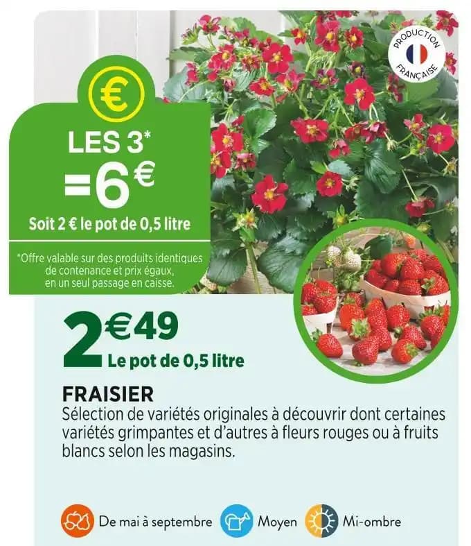 FRAISIER