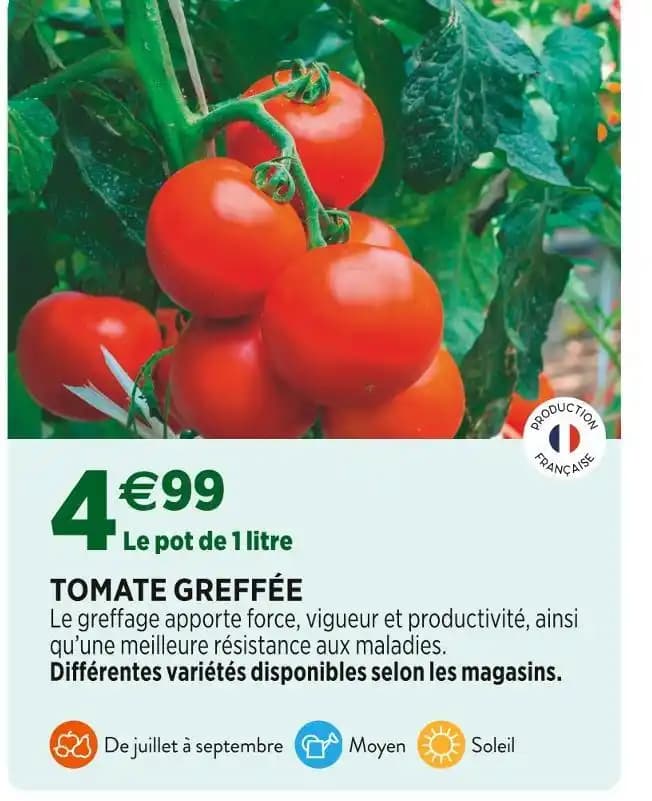TOMATE GREFFÉE