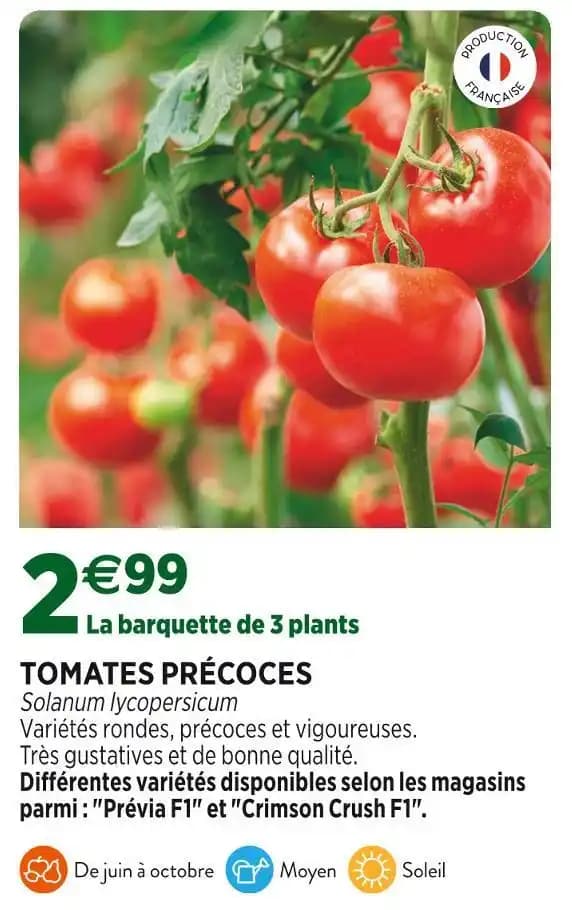 TOMATES PRÉCOCES