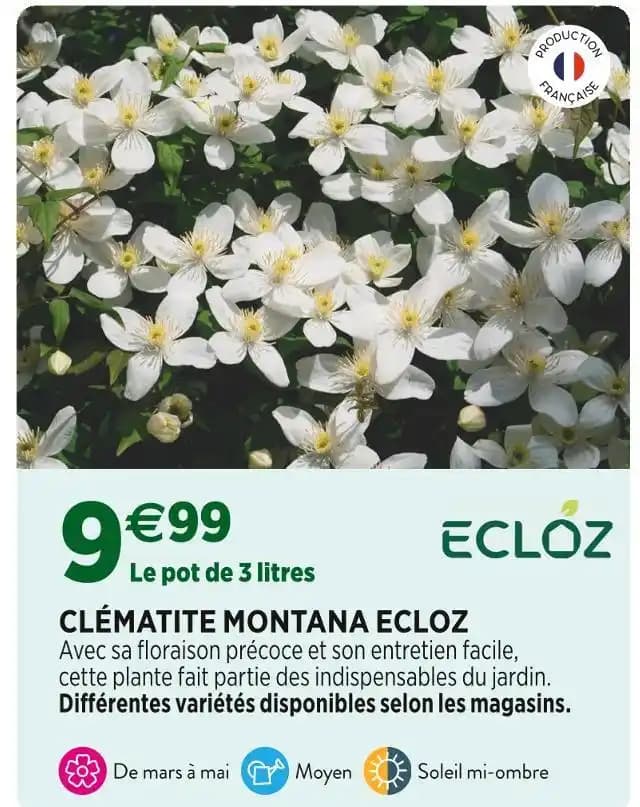 ECLOZ CLÉMATITE MONTANA