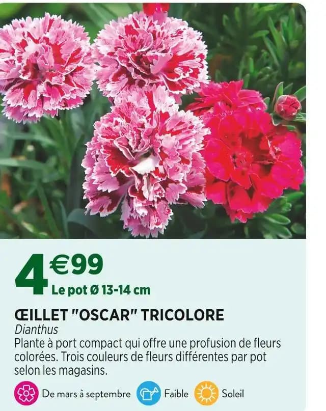 ŒILLET OSCAR TRICOLORE