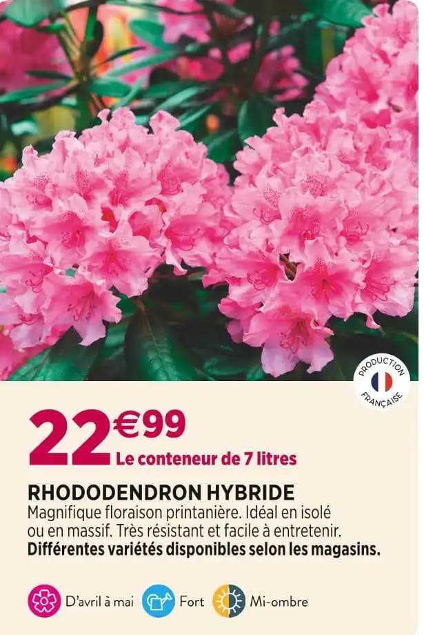 RHODODENDRON HYBRIDE