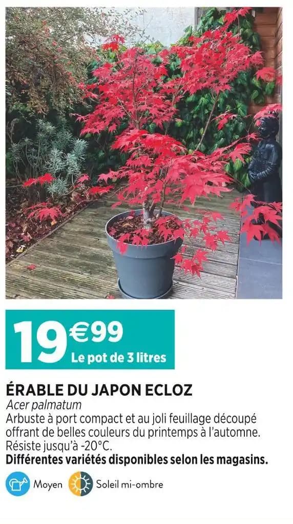 ECLOZ ÉRABLE DU JAPON