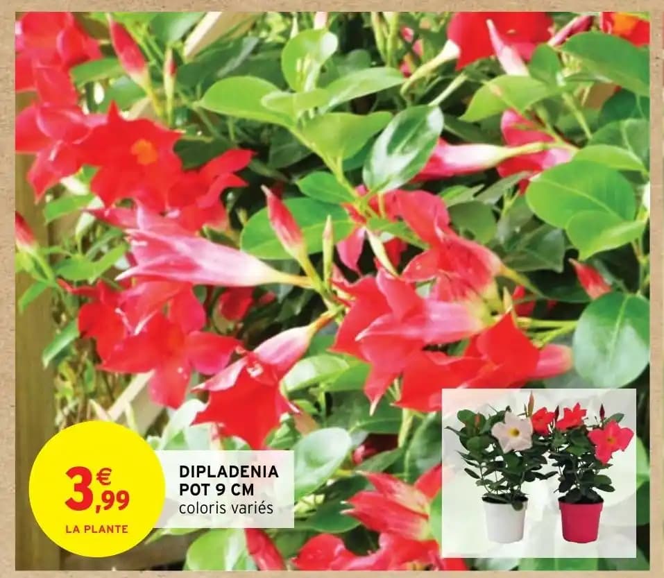 DIPLADENIA POT 9 CM