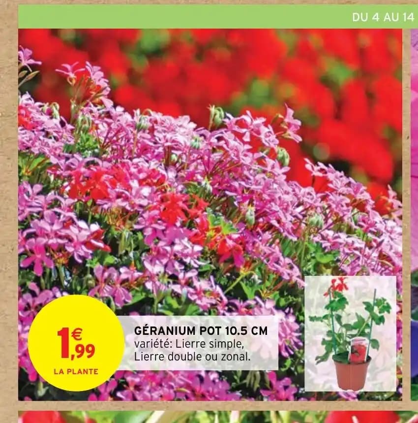 GÉRANIUM POT 10.5 CM