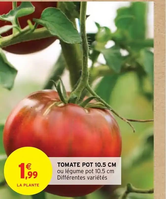 TOMATE POT 10.5 CM