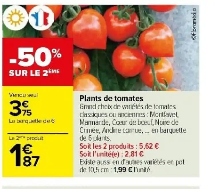 Plants de tomates
