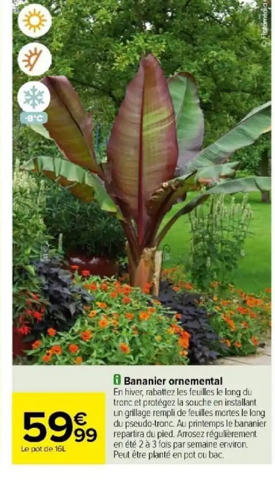 8 Bananier ornemental