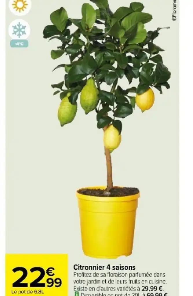 Citronnier 4 saisons