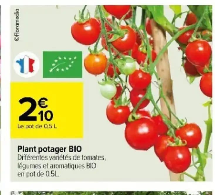 Plant potager BIO
