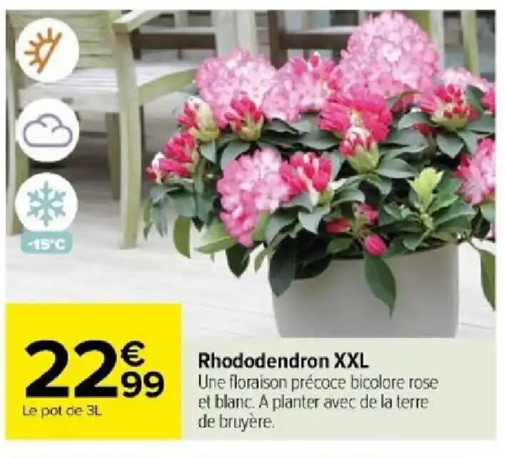 Rhododendron XXL