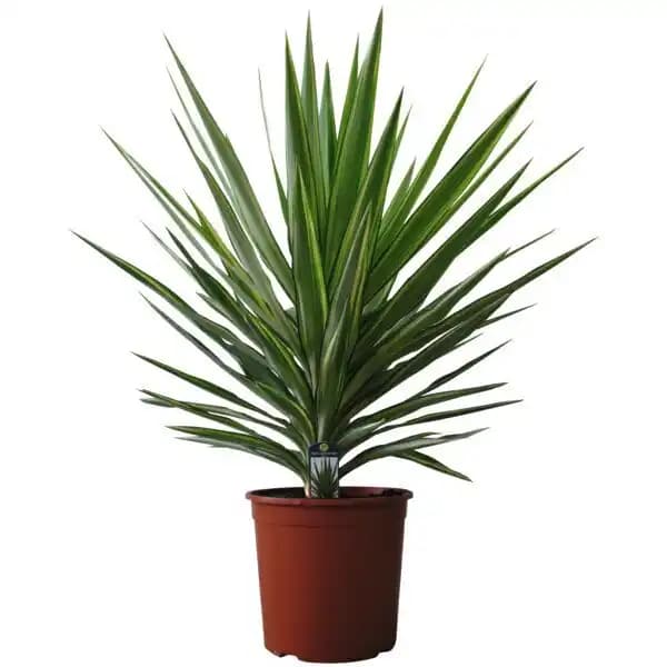 Yucca Jewel
