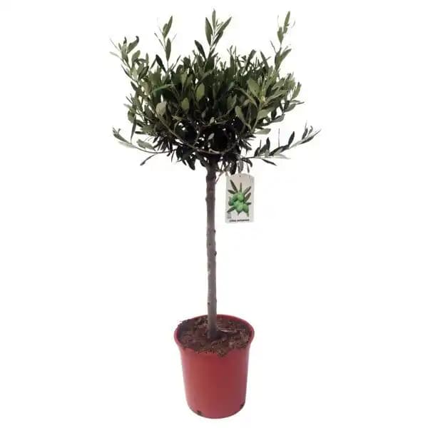 Olivier (Olea Europaea)