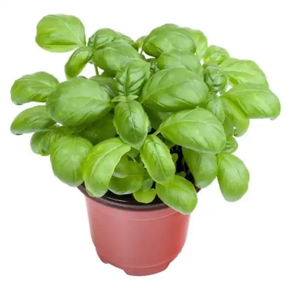 Plantes Aromatiques 1 L