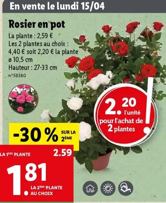 Rosier en pot