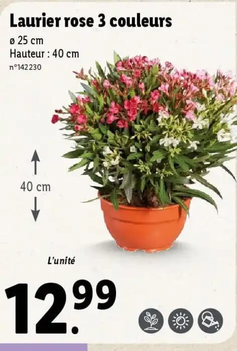 Laurier rose 3 couleurs