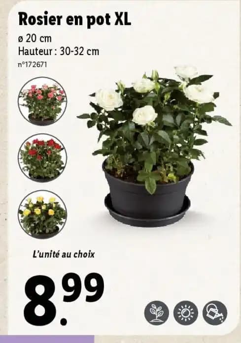 Rosier en pot XL