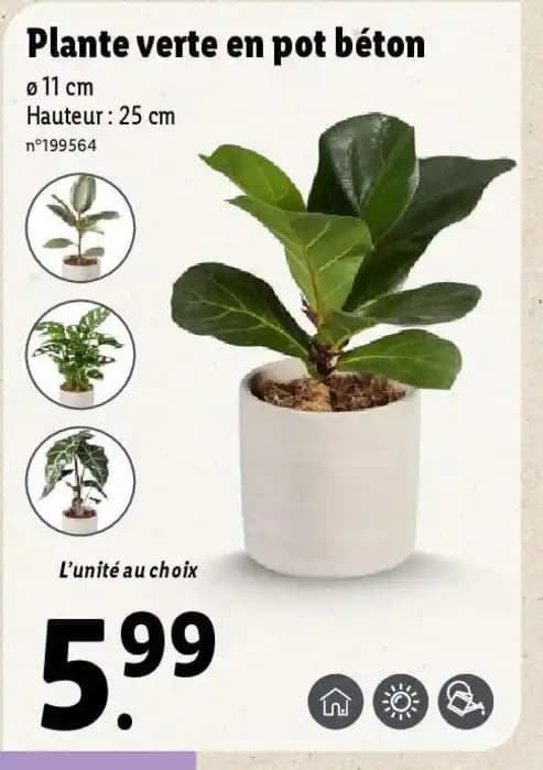 Plante verte en pot béton