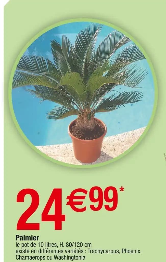 Palmier